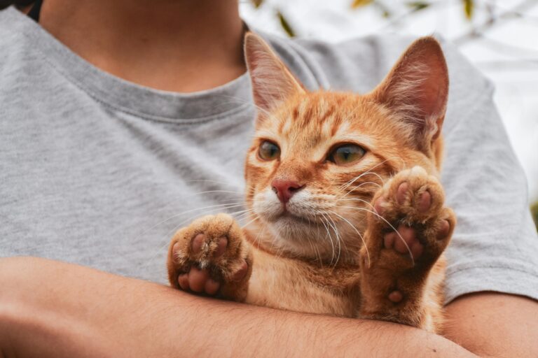 Adorable ginger tabby cat being held in arms, capturing its playful paws in a close-up shot.