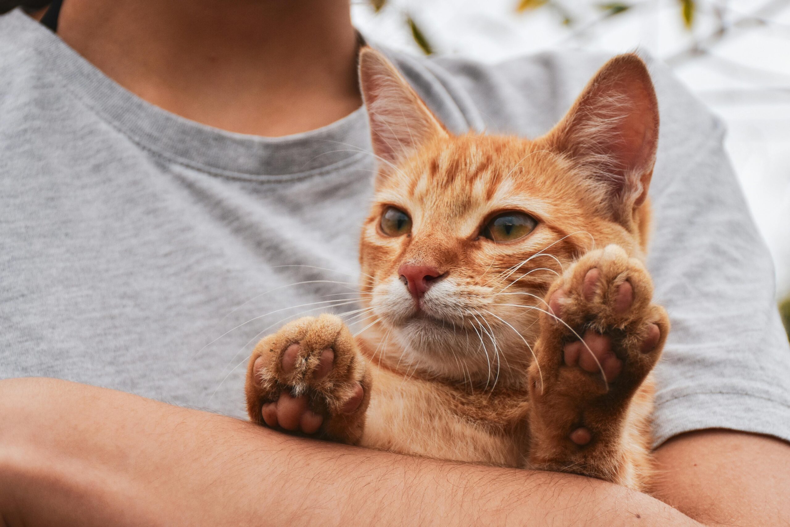 Read more about the article Why Save the Cat?